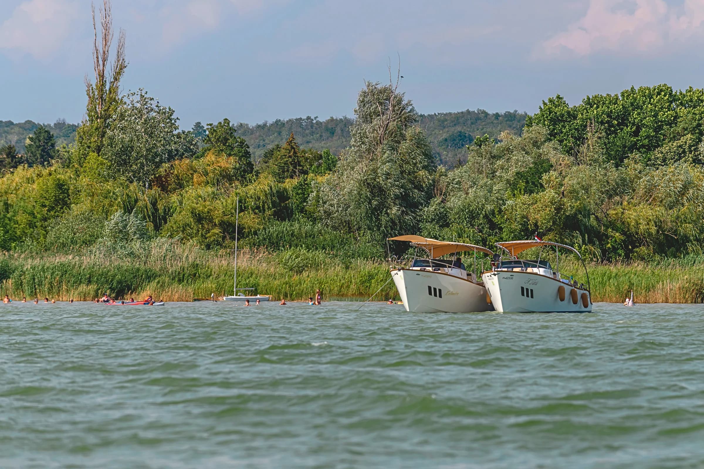 Two white Wia yachts moored side by side by a green reed-lined shore on a calm lake, a wooded shoreline and swimmers behind.