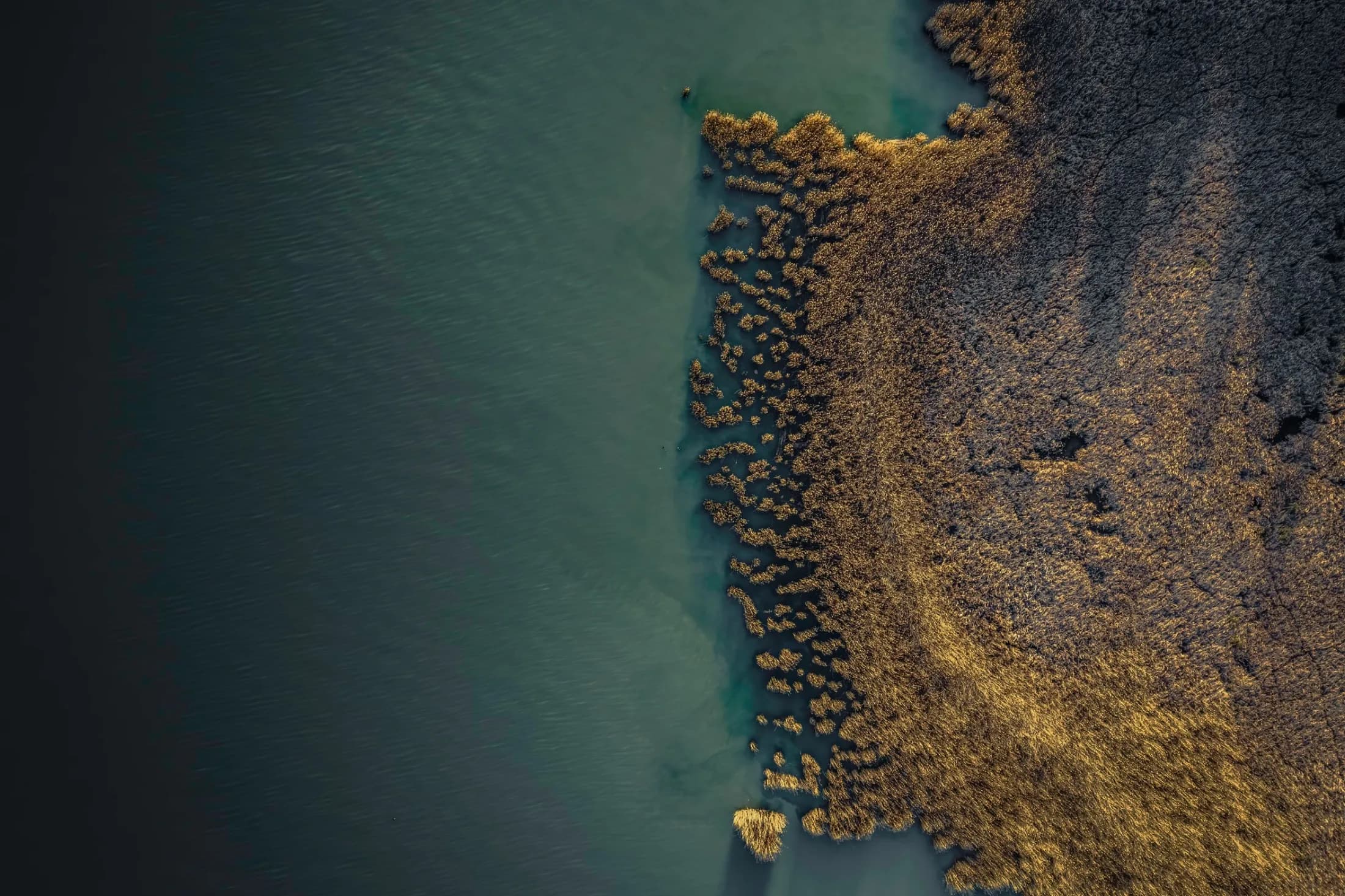Aerial abstract of golden reed beds meeting the turquoise shallows of a lake.