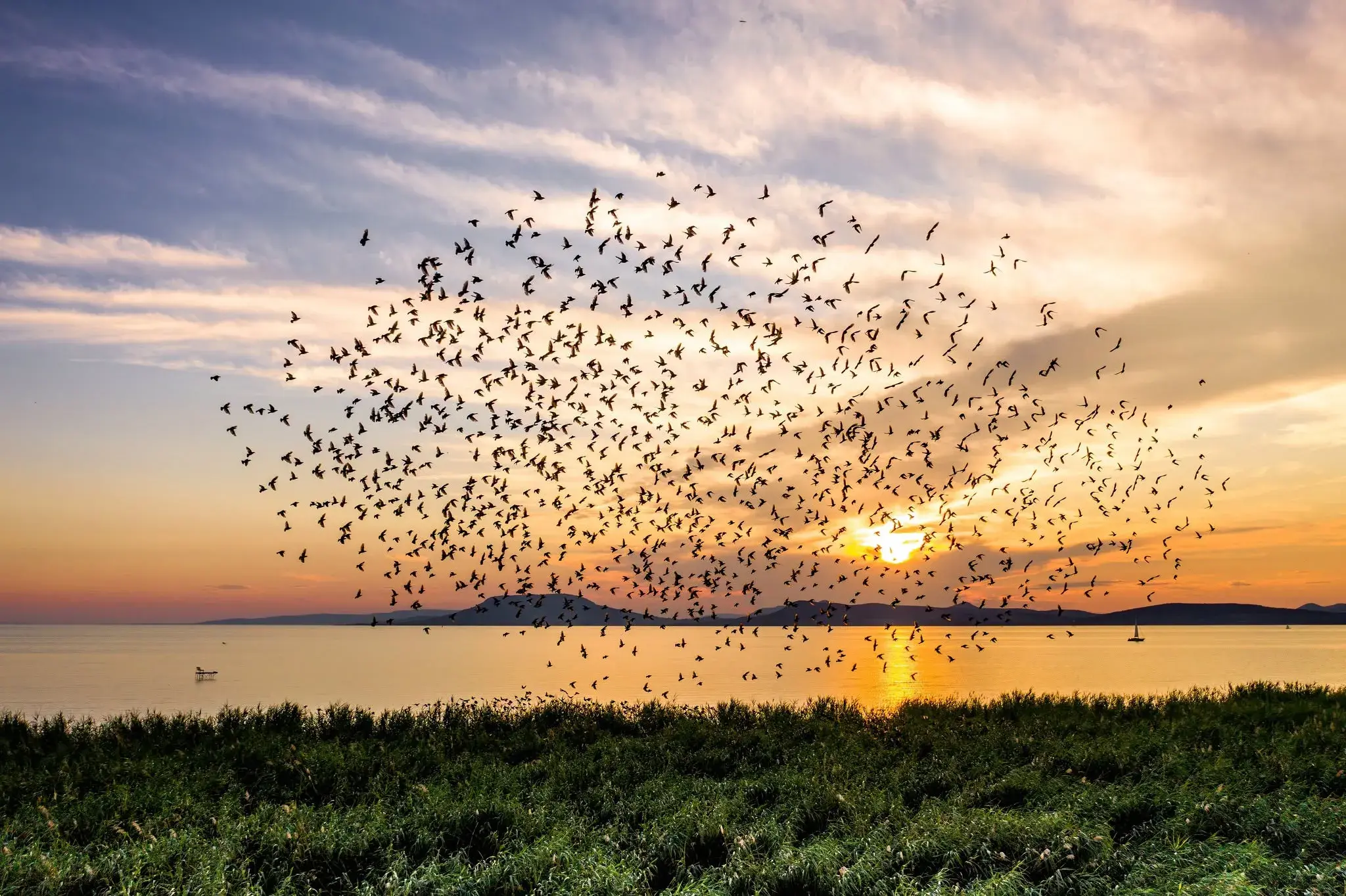 Ein riesiger Vogelschwarm wirbelt bei Sonnenuntergang über dem Balaton, die Sonne tief über dem gegenüberliegenden Ufer, im Vordergrund Schilf.