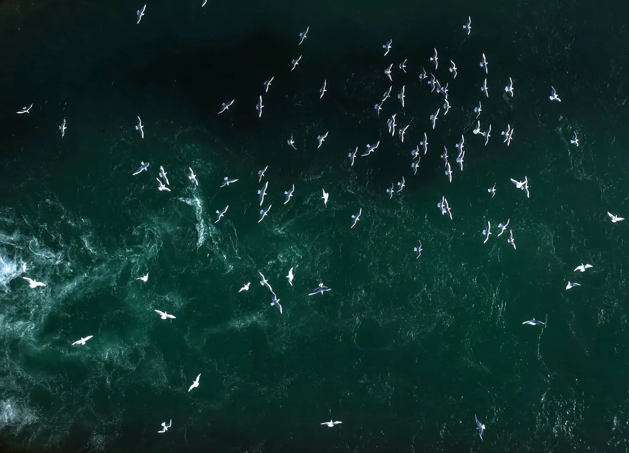 Aufnahme von oben auf Möwen im Flug über dunkelgrünem, schaumdurchzogenem Wasser.