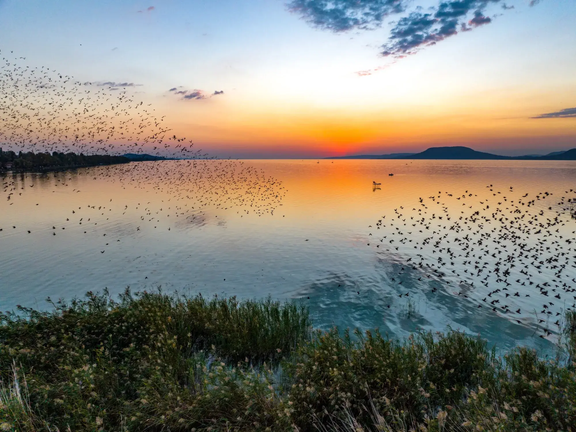 Hatalmas madárrajok kavarognak a Balaton felett naplementekor, a nádas és a távoli dombok fölött narancsszínben izzó éggel.